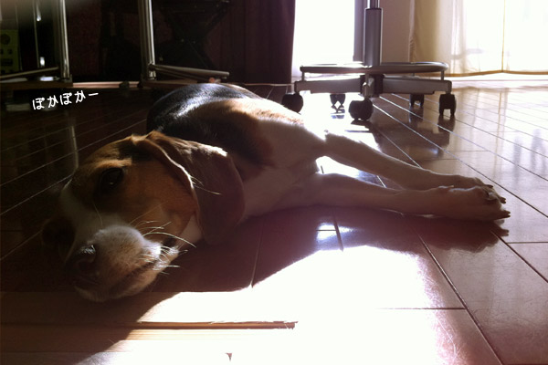 ビーグル　きなこ