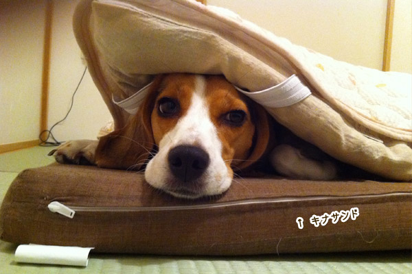 ビーグル　きなこ