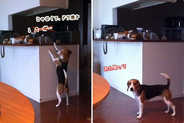 ビーグル　きなこ