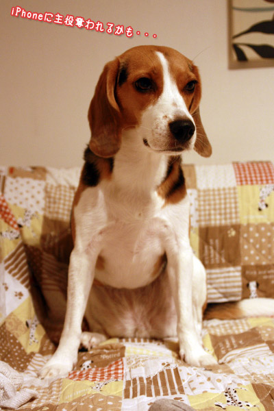 ビーグル　きなこ
