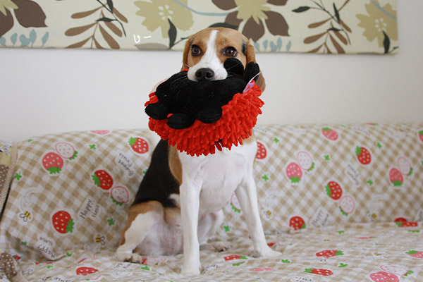 ビーグル　きなこ