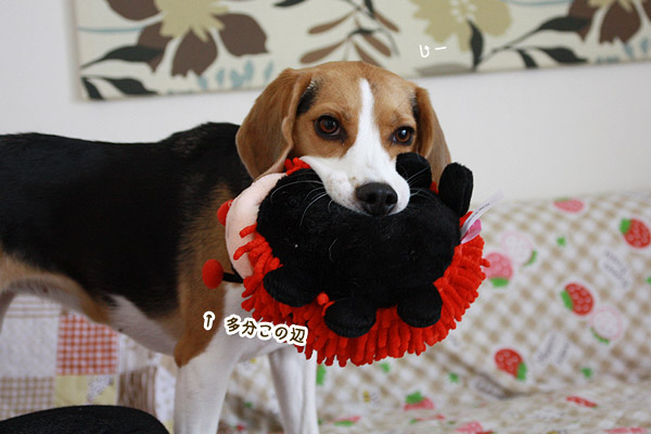 ビーグル　きなこ