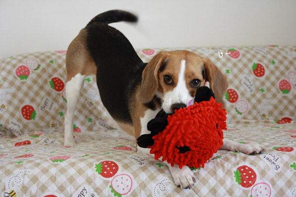 ビーグル　きなこ