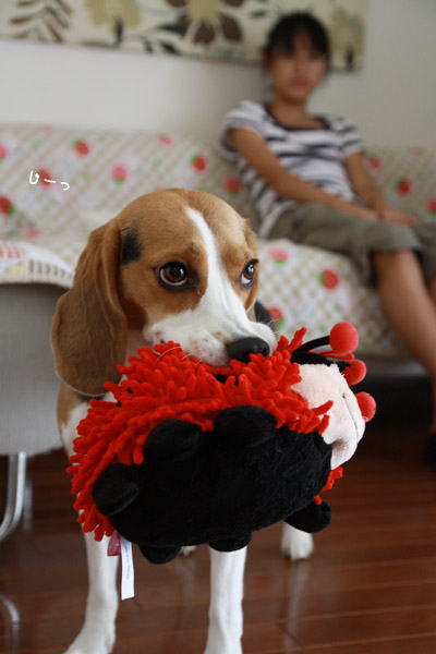 ビーグル　きなこ