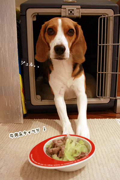 ビーグル　きなこ