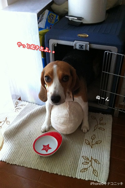ビーグル きなこ