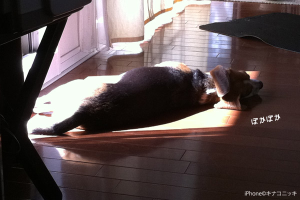 ビーグル きなこ