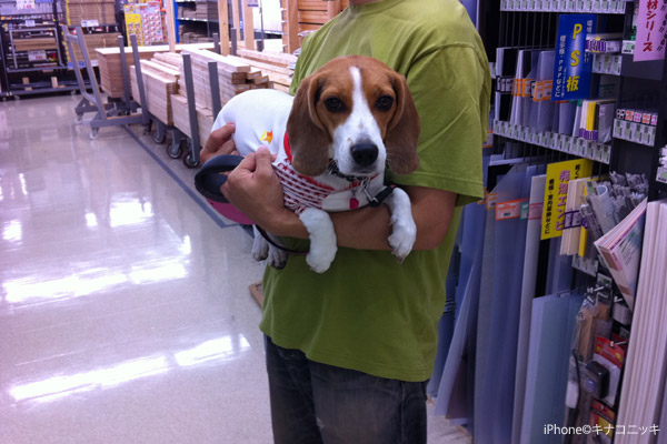 ビーグル きなこ