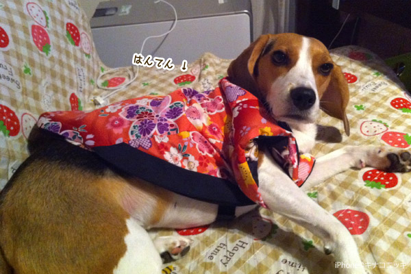 ビーグル きなこ