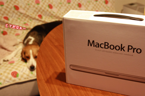 ビーグル きなこ