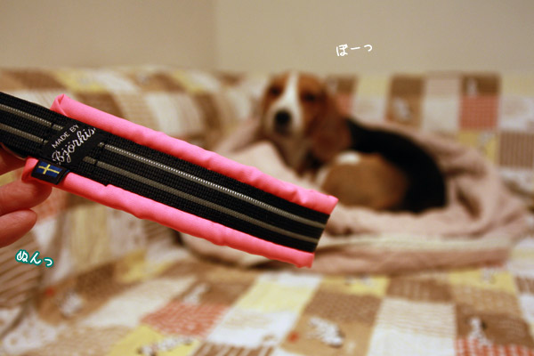 ビーグル きなこ