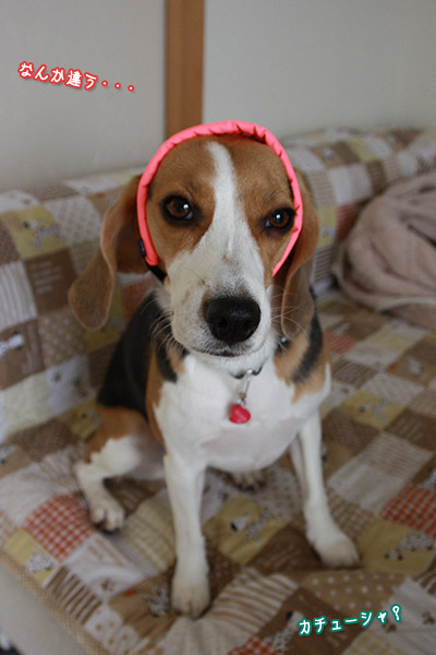 ビーグル きなこ