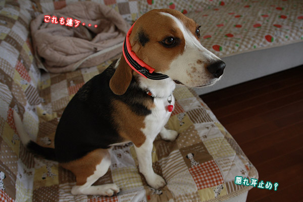 ビーグル きなこ