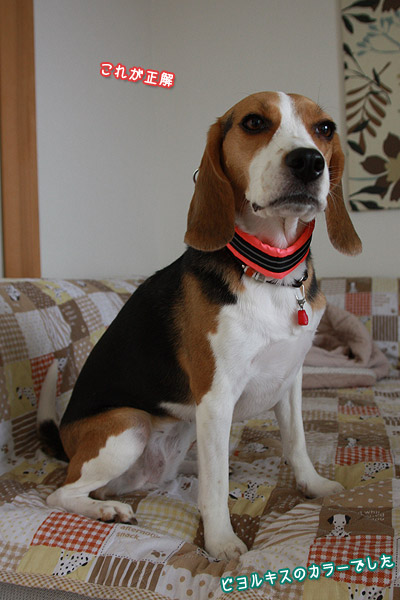 ビーグル きなこ