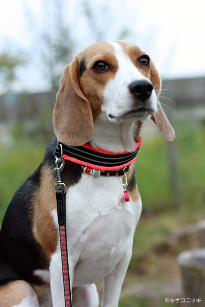 ビーグル きなこ