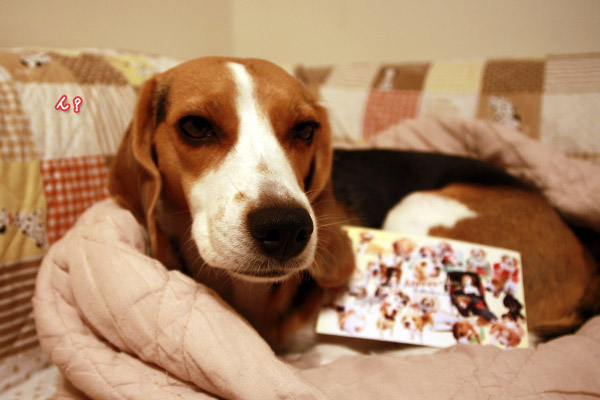 ビーグル きなこ