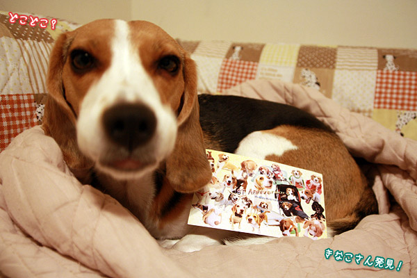 ビーグル きなこ