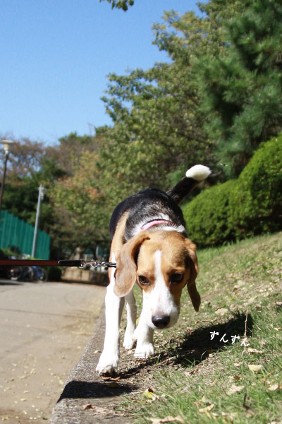 ビーグル きなこ