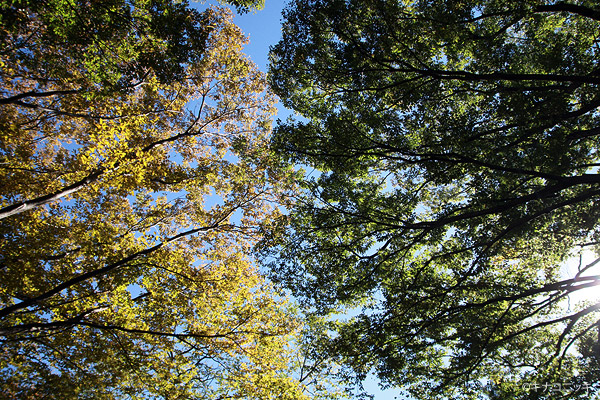 ビーグル きなこ