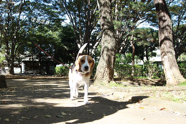 ビーグル きなこ