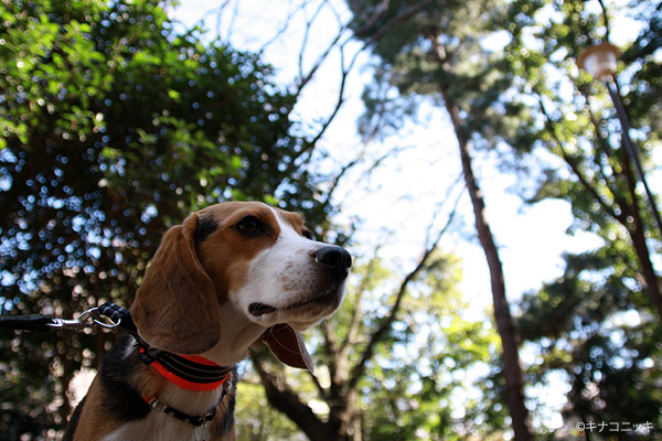 ビーグル きなこ