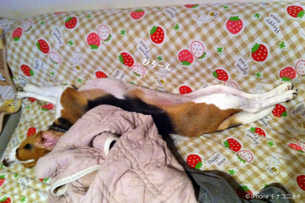 ビーグル きなこ