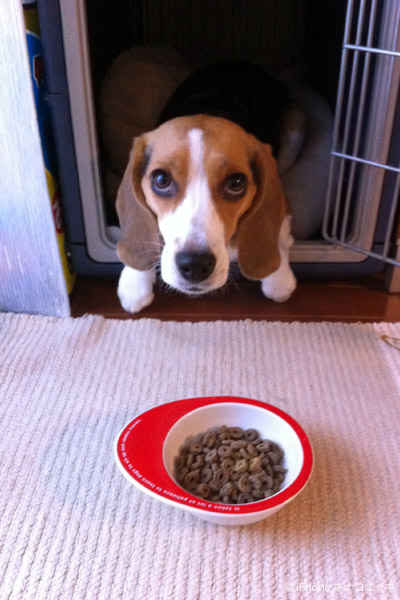 ビーグル きなこ