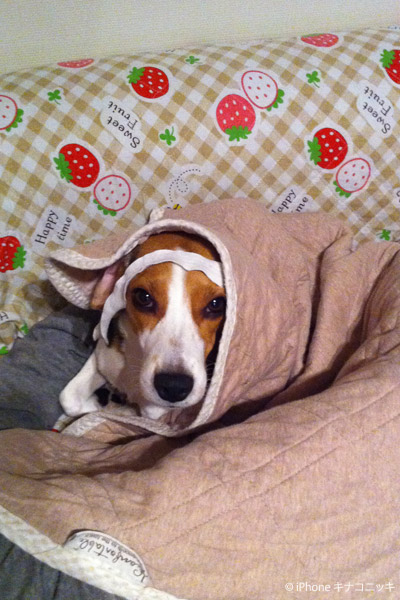 ビーグル きなこ