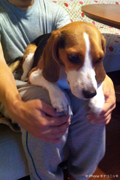 ビーグル きなこ