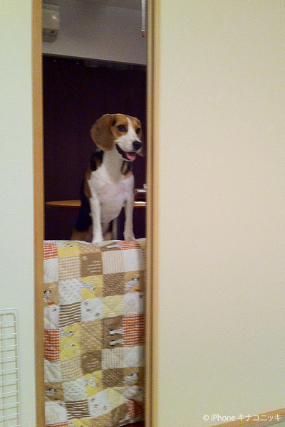 ビーグル きなこ