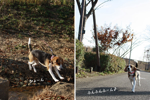 ビーグル　きなこ