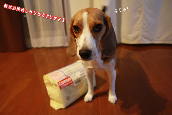 ビーグル　きなこ