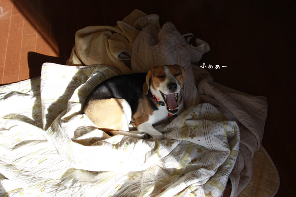 ビーグル きなこ