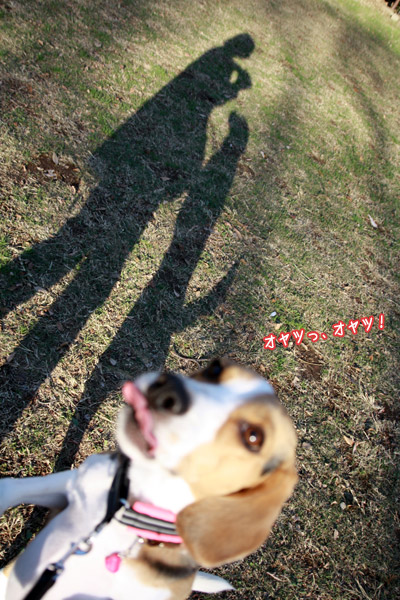 ビーグル きなこ