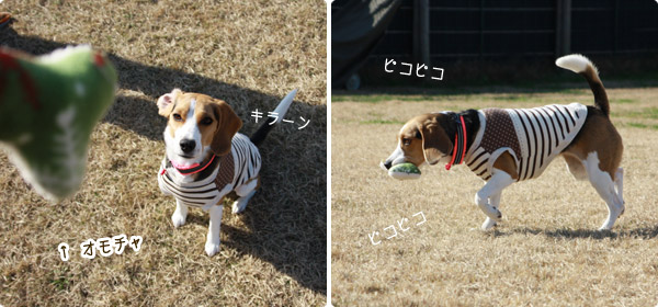 ビーグル きなこ