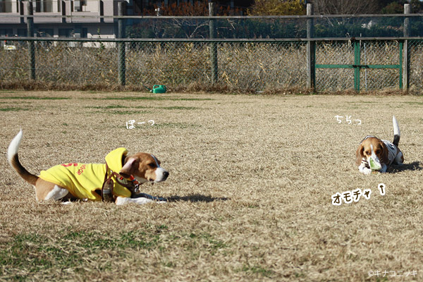 ビーグル きなこ