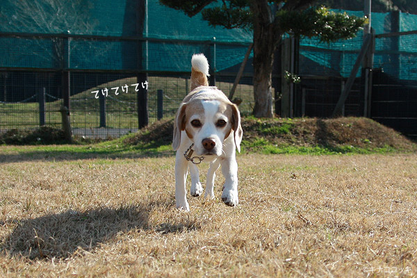 ビーグル きなこ
