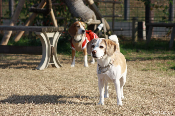 ビーグル きなこ