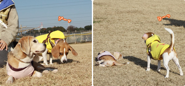 ビーグル きなこ