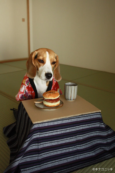 ビーグル きなこ