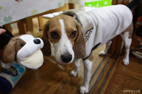 ビーグル きなこ
