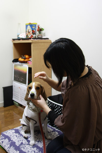 ビーグル きなこ