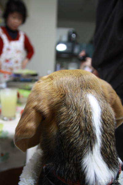 ビーグル きなこ