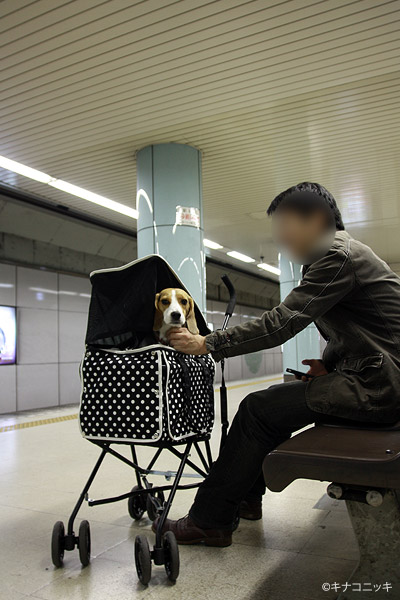 ビーグル きなこ