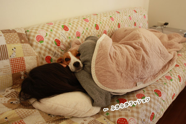 ビーグル　きなこ