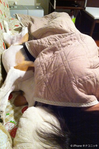 ビーグル　きなこ