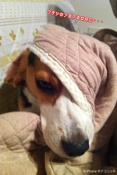 ビーグル　きなこ
