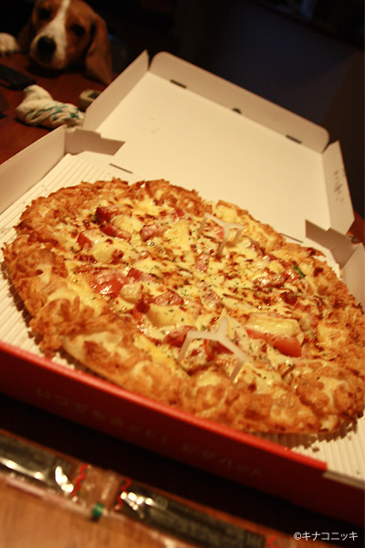 ビーグル　きなこ