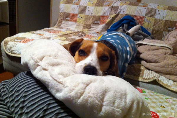 ビーグル　きなこ