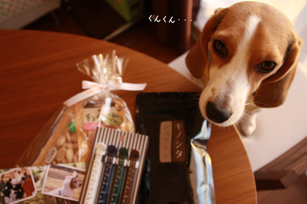 ビーグル きなこ